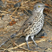 Gray Thrasher